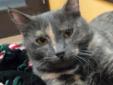 More about Ono Spayed/Neutered ? Up-to-date with routine shots ? House trained ? Declawed ? Primary color: Dilute Tortoiseshell ? Coat length: Short Ono's Contact Info Cedar Bend Humane Society , Waterloo, IA 319-232-6887 Email Cedar Bend Humane Society