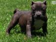 Price: $2000
SOLD www.STRONGSIDEBULLIES.com Short and Thick Blue POCKET BULLY FEMALE!!! The undisputed POCKET BULLY KING has done it again!!! She is the pick of the litter female from Shock G and Sally's litter. It DOES NOT get any better than this... If