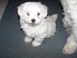 Price: $950
This advertiser is not a subscribing member and asks that you upgrade to view the complete puppy profile for this Coton De Tulear, and to view contact information for the advertiser. Upgrade today to receive unlimited access to