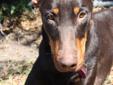 Nina came to SPAYLEE after being owner surrendered in Miami with a litter of puppies. Nina was very thin and ill, but today she is happy, active and wants all the love she can get. She is friendly with the dogs she has encountered at our location, has not
