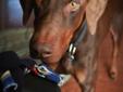 Zeus is a Red/Rust, Adult (5 Years), Male Doberman. He is the BEST dog we have EVER had into our rescue! He was found running the streets more than once, for how long no one really knows. He was skinny, nails were so run back they barely existed. And he