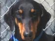 You can also make a donation on behalf of Grace if you cant adopt at this time Meet Grace. A beautiful female Doberman. She came to us from animal control after being dumped out on a country road. How sad it is when people discard these animals as trash.