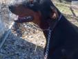 Price: $250
Gorgeous black/tan large female Doberman 3yrs old.Excellent mother, good around kids and other animals. I am just downsizing my kennel and selling my big dogs. I would consider trade for small dogs. Pics upon request.
Source: