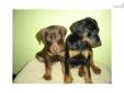 Price: $950
M/F Doberman pinscher puppies for sale $950 & up. We do have many of them in stock,Â they are from age of 8-16 weeks old, we don't ship puppies, buyer pick up only. they have paper, shots utd, dewormed, ready to go. If you are interested in