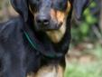 TD is beautiful all natural (ears and tail) mixed doberman. He is sweet and affectionate and will be great with other dogs. He is new to our foster family and is so deserving of a furever home. TD is crate and house trained and knows basic commands. TD is