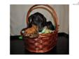 Price: $550
This advertiser is not a subscribing member and asks that you upgrade to view the complete puppy profile for this Doodleman Pinscher, and to view contact information for the advertiser. Upgrade today to receive unlimited access to