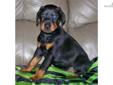 Price: $1100
This advertiser is not a subscribing member and asks that you upgrade to view the complete puppy profile for this Doodleman Pinscher, and to view contact information for the advertiser. Upgrade today to receive unlimited access to