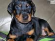Price: $1100
This advertiser is not a subscribing member and asks that you upgrade to view the complete puppy profile for this Doberman Pinscher, and to view contact information for the advertiser. Upgrade today to receive unlimited access to