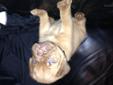 Price: $1000
This advertiser is not a subscribing member and asks that you upgrade to view the complete puppy profile for this Dogue De Bordeaux, and to view contact information for the advertiser. Upgrade today to receive unlimited access to