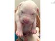 Price: $1500
This advertiser is not a subscribing member and asks that you upgrade to view the complete puppy profile for this Dogo Argentino, and to view contact information for the advertiser. Upgrade today to receive unlimited access to