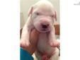 Price: $15000
This advertiser is not a subscribing member and asks that you upgrade to view the complete puppy profile for this Dogo Argentino, and to view contact information for the advertiser. Upgrade today to receive unlimited access to