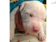 Price: $1700
This advertiser is not a subscribing member and asks that you upgrade to view the complete puppy profile for this Dogo Argentino, and to view contact information for the advertiser. Upgrade today to receive unlimited access to
