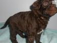 Price: $1800
Dolly is an adorable chocolate and white multigeneration Australian Labradoodle puppy. She has a soft fleece coat and is very affectionate. She loves to give puppy kisses and loves to show you her puppy tricks. She is outgoing and greets you