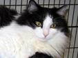Shakespeare came to the shelter with Sinatra and Scruphy because their owner could not keep pets in her apartment. All three cats were indoor cats. Shakespeare is a four year old, long-haired male who has lived with other cats, but who doesn't like dogs.