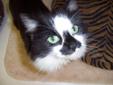 Looking for a committed, fun-loving kitty to spend your life with--for better not worse, in sickness and in health, as long as we both shall live? If so, then I'm the cat for you! Cute, playful female with eyes to pierce your soul and a personality to