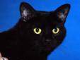Razzle is a beautiful black kitty with big bright eyes. She is friendly and affectionate. Razzle is ready for her forever home. Come to the shelter and ask to meet "Razzle: A181564" Indianapolis Animal Care and Control's adoption fee is $60 for all