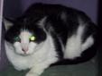 Old Henry is a 13 year old Male Black and White Medium Hair. He Is a very laid back cat. He just needs a couch of his own to stretch out on. His adoption fee is $25.00. He is neutered and declawed on the front. Please visit our website at