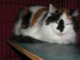 Wonder is a 10 yr DLH calico. Her colors are striking. Her mom lost her home and could not keep her. She will need some time to adjust to a new home but once she does she will be wonderful pet. Please visit our website at