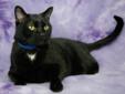 Gibbons is such a sweet and loving kitty! He loves to plop down for a few scritches under the chin, and then roll around on his back and show off his "cute." In his last home, he was stressed when left alone, which resulted in a few accidents outside of