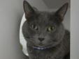 Gentle, soft, loveable--that's me! It's like I was *born* to be somebody's pet. My light green eyes have the look of love, don't you think? My smooth and plush grey coat is not to be ignored either. My teeth may need a little attention in the