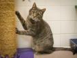 Tembo is loads of fun! In his previous home, his feline sibling was not his favorite company. He may prefer to be the only feline in his forever home. His favorite game is Da' Bird, he could play with you for hours! After a hard day full of playtime,