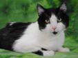 Boots is so handsome--pretty black and white patterns on his coat, and big green eyes! This mature man would prefer a house without young children, as they make him uncomfortable. At his age, he's earned some peace and quiet! If you have a quiet home and