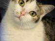 Intake Date: 2/6/12 Available Date: 2/6/12 Intake Reason: Stray Age: 1 Year Litter Trained: Yes FIV/FELV NEGATIVE Adoption Fee: $50 Annie is a beautiful, curious little cat who LOVES PEOPLE! She will walk right up to anyone and flirt with them. She was