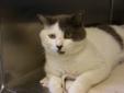 I was a stray who hung around an apartment area in WRJ, VT. I was described as friendly as long as I was not picked up. Here at the shelter I am friendly but I am also learning some manners. Ive been taking care of myself any way I could figure, so