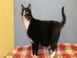 Midnight is a sweet 5yr old guy who loves to explore his surroundings before settling in to a lap. He is a bit afraid of dogs so he would love to find a house without any. If you are looking for a sweet cat to run around your house and not bother your