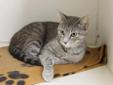 Lucy is a sweet 2 yr old gray tabby. She has previously lived with dogs, cats and kids but is a bit scared of hyper dogs. She loves attention and having her belly rubbed. Come meet Lucy today and see if she is right addition to your family. Cats are $75
