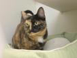 Miss Kitty is just as sweet as can be! She a beautiful 8yr old tortie who loves people. She has lived with both cats and dogs in the past and would prefer to find a home where she can be the only pet in the house. She is front paw declawed and loves to