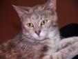 Hi,Ya'll! I'm Veda. Aren't I cute? I would love to go home with you and nap in your lap. I like to play and I like a lot of attention. Since I am a queen, I would like the be the only cat in the household. I am spayed, micro-chipped and up to date on my