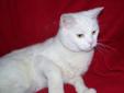 Snow is a quiet guy that likes to lounge around. He is about 1 year old. H has been given all of his age appropriate vaccinations, has been spayed and is FIV/Leuk negative. The adoption fee is $50 (payable in cash or check only) and includes vet
