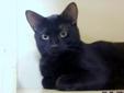 Hi my name is Blackjack, I am a DSH black 1yr old male kitty. DOB 3/2/11 Everybody tells me I am AWSOME, so why am i still here and not in my forever home. yes i am black but don't let that scare you I will be your best friend and love you unconditionaly.