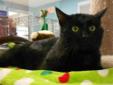 A resident of the shelter since February 9th, 2012, Oberon is a 4-year-old male who is as dignified as his name. Hes a large, black domestic shorthair with green eyes, and is very gentle and loving. Oberon is quite the talker; he meows and purrs quite a