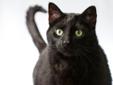 More about Midnight-- IN FOSTER Pet ID: C-12-043 ? Spayed/Neutered ? Up-to-date with routine shots ? Primary color: Black Midnight-- IN FOSTER's Contact Info Humane Society Fargo-Moorhead , Fargo, ND 701-239-0077 Email Humane Society Fargo-Moorhead See