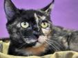 ' Almost Home... Until They Are All Home For Good ' Meet Lynn, a gorgeously marked Tortie that came to us as a stray. She is under a year old and is now current on all shots and strongind treatments. Lynn has also been tested and proved negative for
