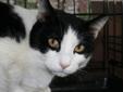 Nico and Leo are brothers that were adopted out but returned to the rescue. Their family was moving and chose not to take them along. They are approximately 5 years old and are both wonderful lovable cats. They both like to be held and Leo loves to talk