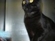 Maggie is an oh so beautiful spayed female black cat. This gal is a compact package of sleek black panther in a domestic cat size. Her pictures don't even begin to do her justice. More info coming soon! Please visit our website at