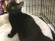 Bear - male black short hair, 8 weeks old, Neutered, 2 lbs. Description: Bear is a cute kitten, born in June 2011. He gets along great with his foster brother kitten, Toby. Both kittens were abandoned when they were very tiny. They were bottle-fed and