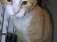 Roy is a very sweet loving boy who loves to cuddle under blankets. He came to rescue after ending up at a shelter when his owner passed. He is neutered, up to date on all shots, FELV neg, and is litterbox trained. Roy loves to play and is very