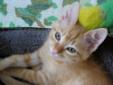 These Ford Island sisters are now ready to be adopted. They are very playful & purr whenever you touch them. Of course they would prefer to be adopted together! Topaz is light yellow with stripes & spots. She is a sweet kitten, very playful & purrs so