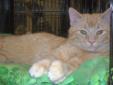 Morris is a really neat cat-easy going-wants to play with other cats. Stop in and meet me and my friends. Many cats and kittens are available for adoption at the Petsmart in Castleton at the southwest corner of E. 82nd St and Allisonville Rd. Adoption