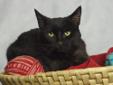 Meet Mitch. He is a quiet kitty that hopes you won't overlook him. He has shiny black fur and is very sweet. Mitch would love to be a lap cat. Come to the shelter and ask for "Mitch: A180768" FLV/FIV test (cats). What to expect when you visit this animal: