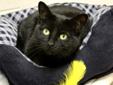 Sleek, shiny, and always in style...black cats are definitely chic! My name is Jada, and I'm a beautiful cat looking for a forever home. I have a super soft coat, and my lime-green eyes look like jewels. I may have a bold look, but my personality is very