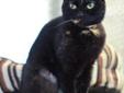 Sweet, petite, and looking for love! My name is Baby Doll, and I'm a little kitty with green eyes and a very unique coat. I look like a black cat, lightly sprinkled with tortoiseshell markings. My look is different from most tortoiseshell kitties, so that
