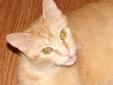 Come out and meet me Saturday at the Petco Store 2208 East 116th Street Carmel, IN 46032 317-575-0798 from noon to 3:00PM ;) Clyde is a one year old orange tabby. He has the sweetest personality. He wants to love on you from the moment you pick him up