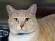 Taffy is one of those cats who likes to be in the same room with his humans but prefers to make the first move himself. He's a sweet, affectionate, big boy who will make any family, without toddler age children, a great pet. He doesn't get along well with