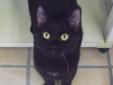 Hey! They call me Leftie because I had one lone white whisker on the left side of my face!. It actually fell out a few days after I arrived. I am energetic and fun and rather adventurous. I am also sweet and loving. I'm one well-rounded guy! Please visit