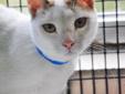 Hidy! I am Rocky! I have a short coat that is mostly white with just a few tan spots. Me and my friend Wills were brought to the shelter by our owner. She came up on some hard times financially and she couldn't take care of us any longer. She was so sad.